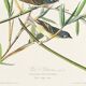 Poster about the Solitary Flycatcher, based on an old engraving from 1827.