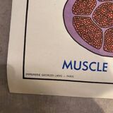 Old educational school poster the human body and muscles table n°1