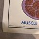 Old educational school poster the human body and muscles table n°1