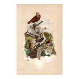 Old engraving from 1839 - Pigeons by A. Fries - Vintage plate