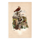 Gravure ancienne de 1839 - Pigeons par A.Fries - planche Vintage