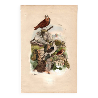 Old engraving from 1839 - Pigeons by A. Fries - Vintage plate