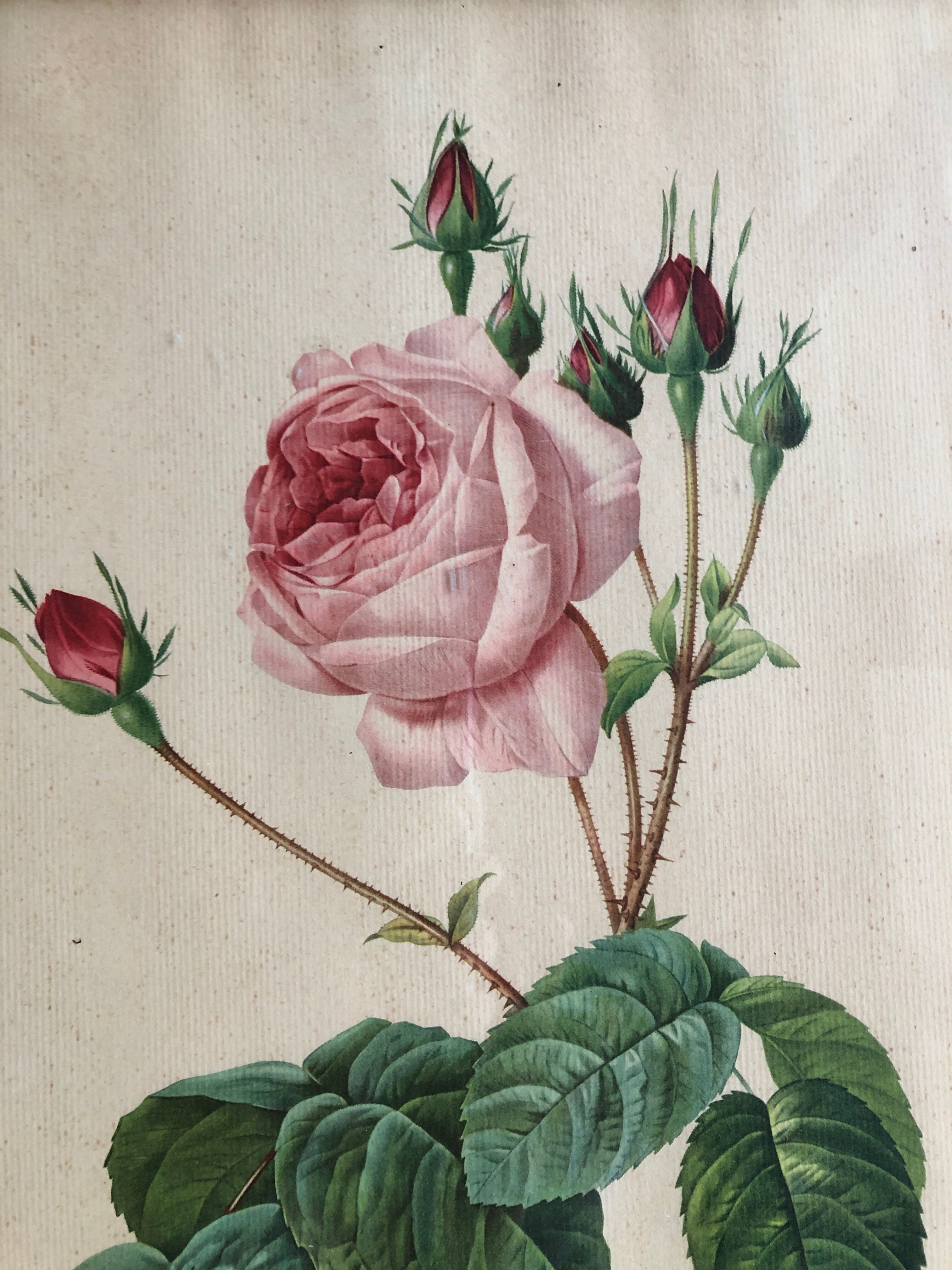 Engraving under glass botanical plank Rose with lettuce leaves