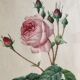 Engraving under glass botanical plank Rose with lettuce leaves