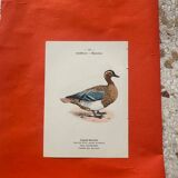 Botanical engraving birds double sided naturalist board
