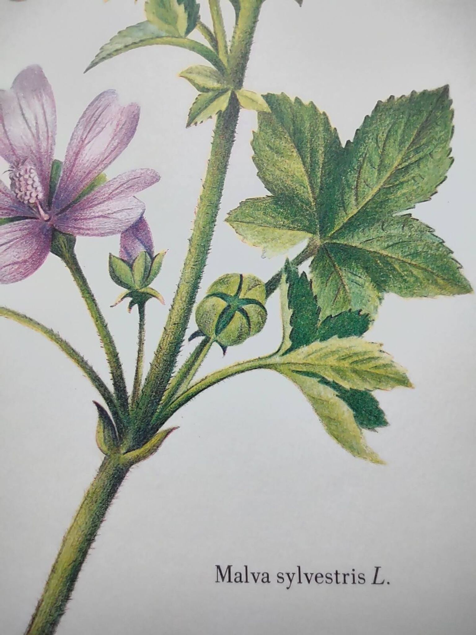 Botanical poster -Mauve- Illustration of medicinal plants and herbs by Michaud