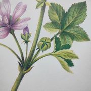 Botanical poster -Mauve- Illustration of medicinal plants and herbs by Michaud