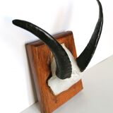 Massacre goat horns