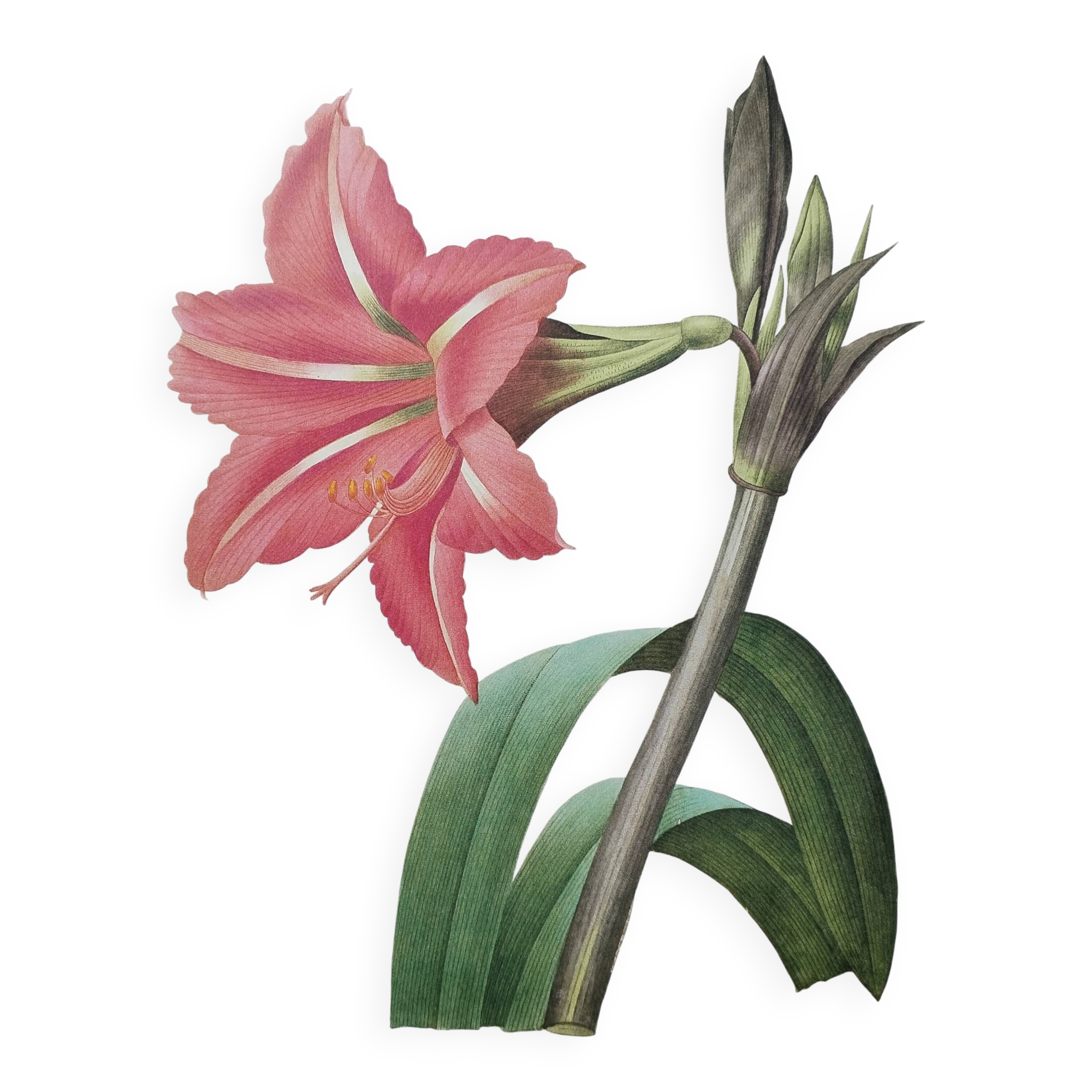 Original illustrated plate Brazilian Amaryllis