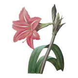 Original illustrated plate Brazilian Amaryllis
