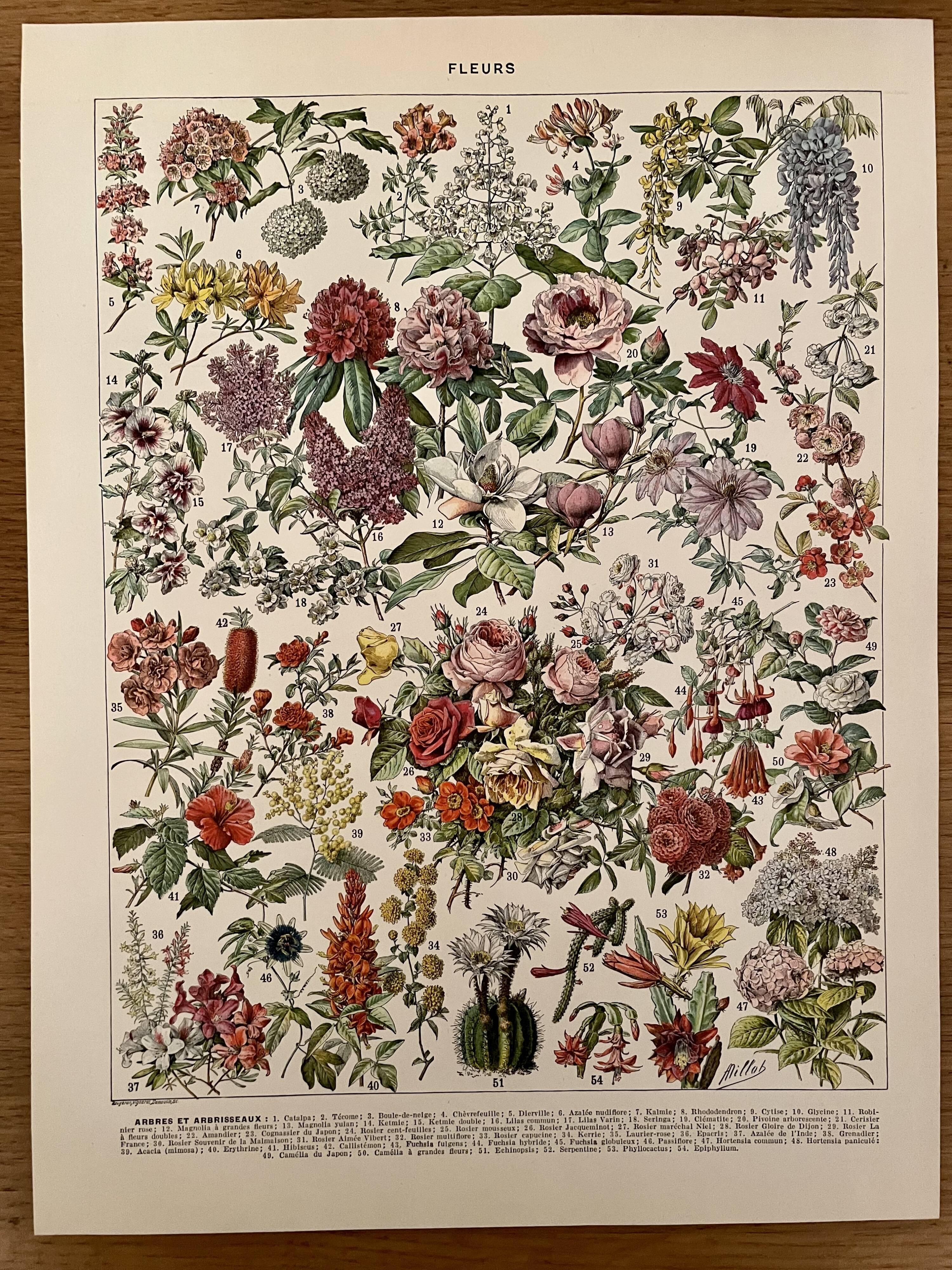 Lithograph engraving on flowers from 1928 (trees and shrubs)