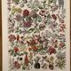 Lithograph engraving on flowers from 1928 (trees and shrubs)