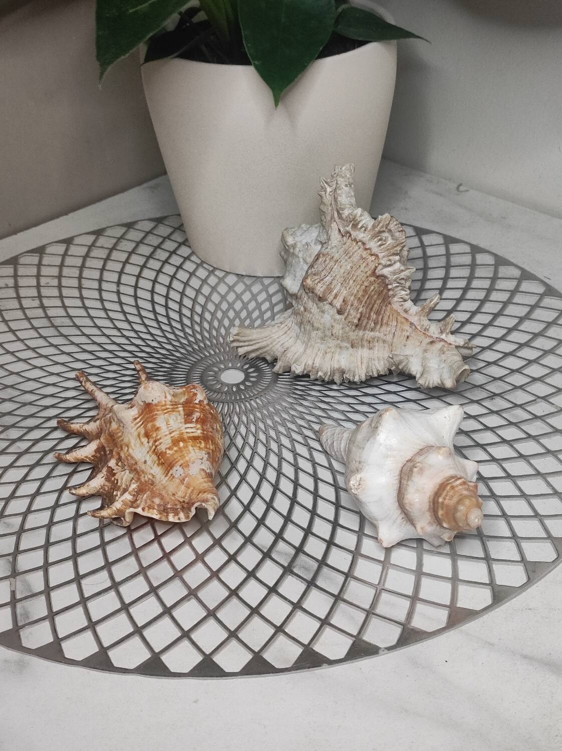 Decorative shells
