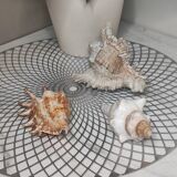 Decorative shells