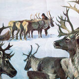 Reindeer, Educational Grid, A. Wagner, 1923