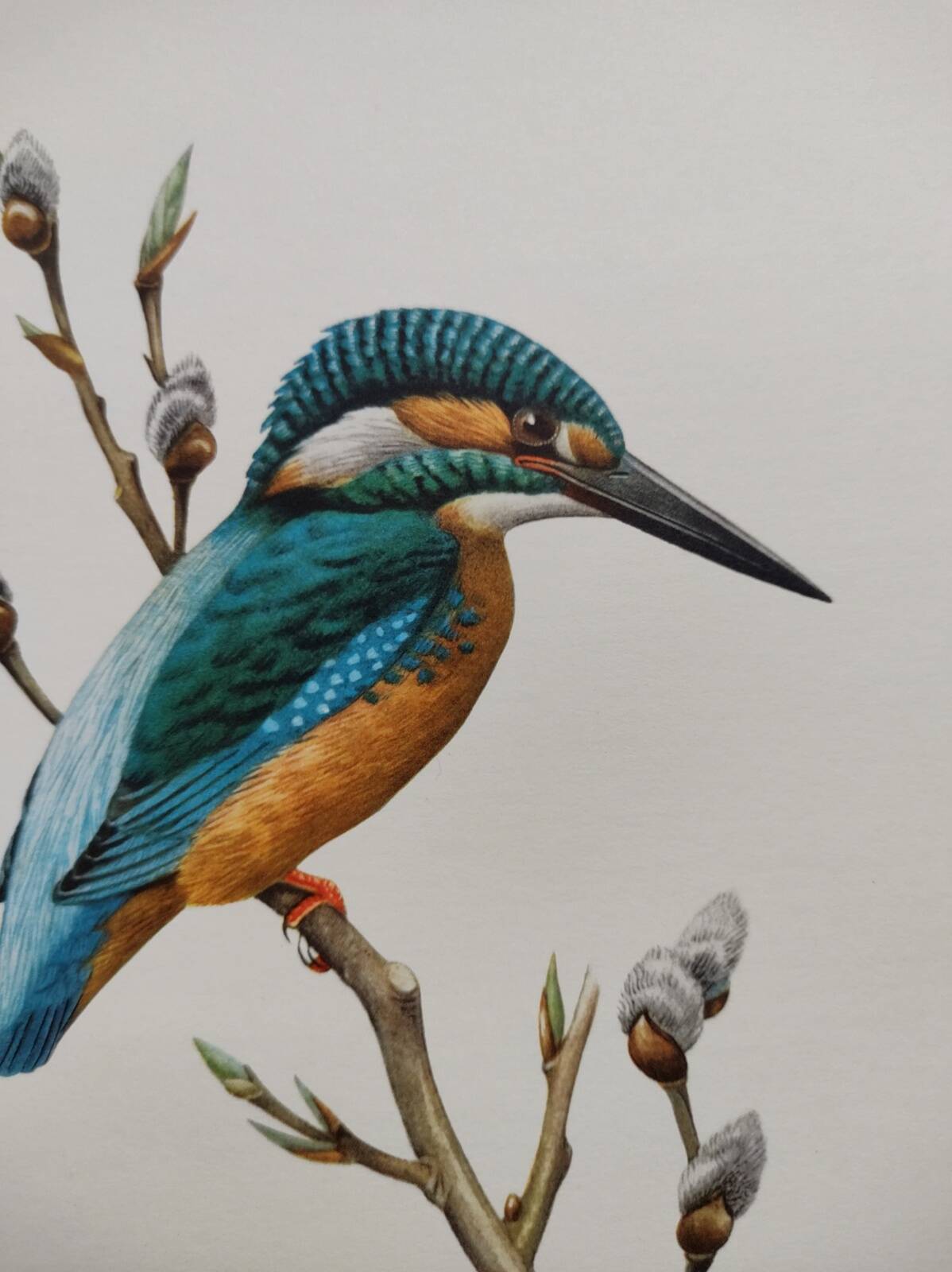 Bird board 60s - Kingfisher - Vintage zoological and ornithological illustration