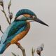 Bird board 60s - Kingfisher - Vintage zoological and ornithological illustration