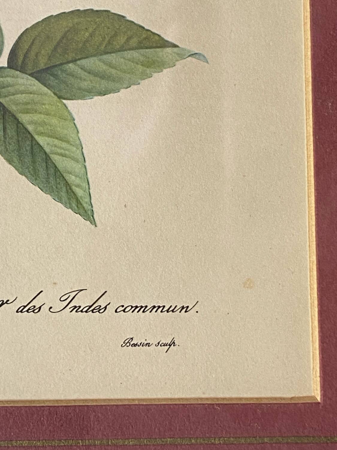 Botanical poster, P-J Redouté, brass frame