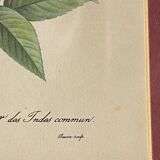 Botanical poster, P-J Redouté, brass frame