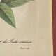 Botanical poster, P-J Redouté, brass frame