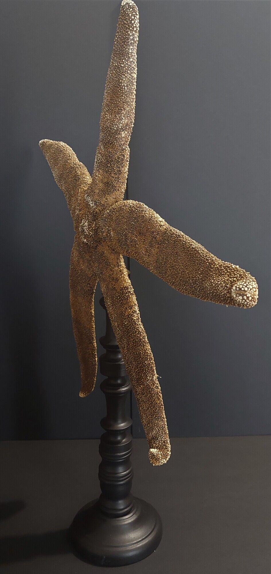 Giant starfish thromidia catalai on pedestal