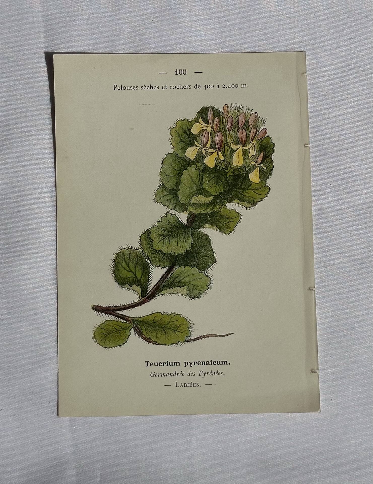 Gravure Botanique Ancienne XIXe – Lithographies Naturalistes  Fleurs &