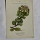 Gravure Botanique Ancienne XIXe – Lithographies Naturalistes  Fleurs &