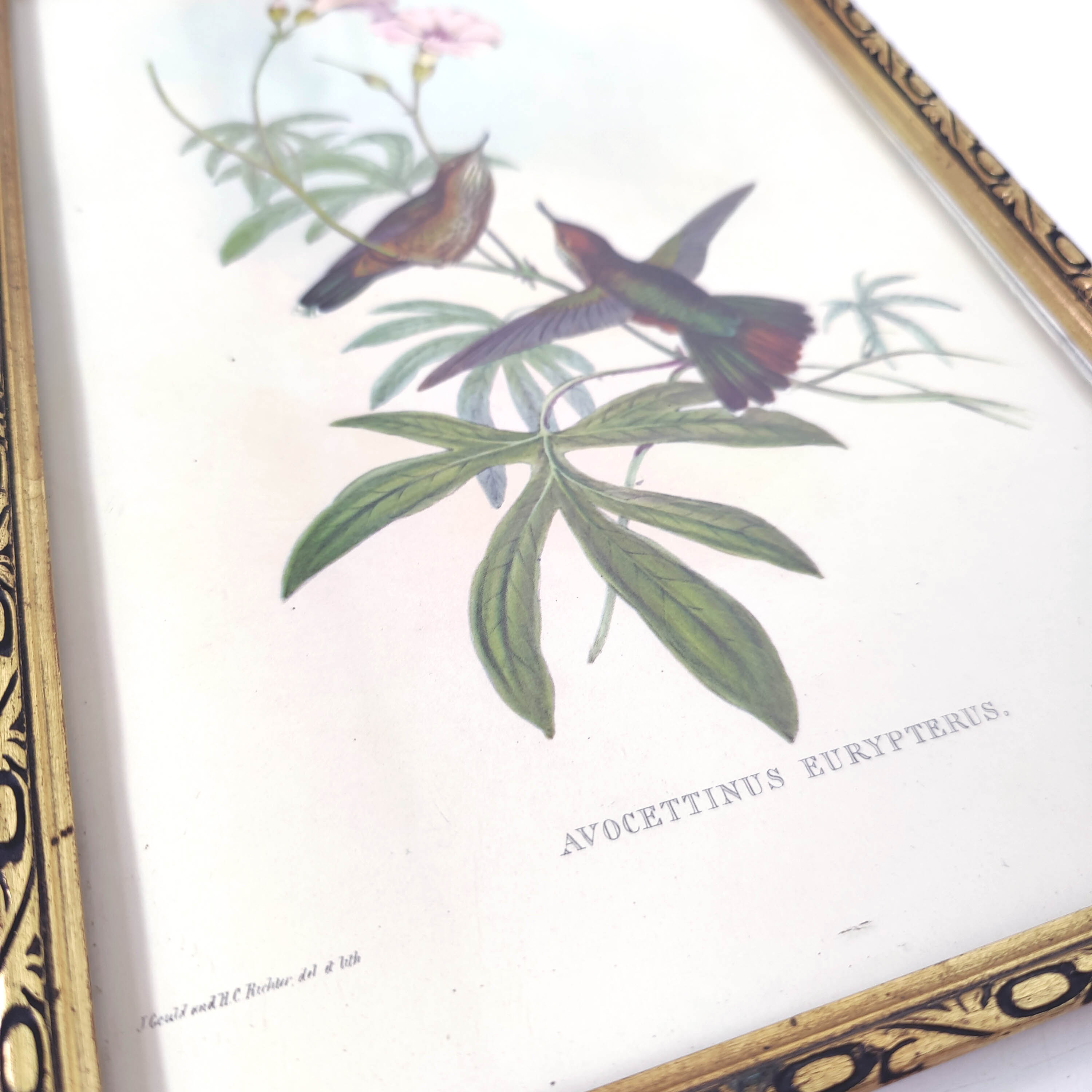 Lot 2 wooden frames botanical illustrations J. Gould and HC Richter