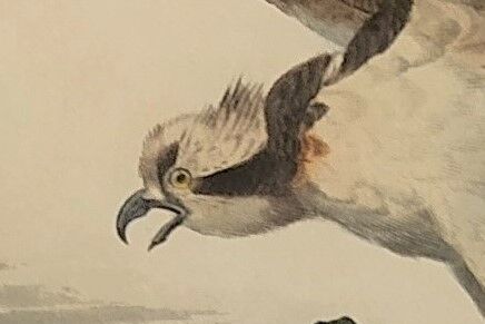 Ornithological board "Le Balbusard - Le Jean-le-Blanc" Buffon 1838