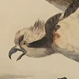 Ornithological board "Le Balbusard - Le Jean-le-Blanc" Buffon 1838