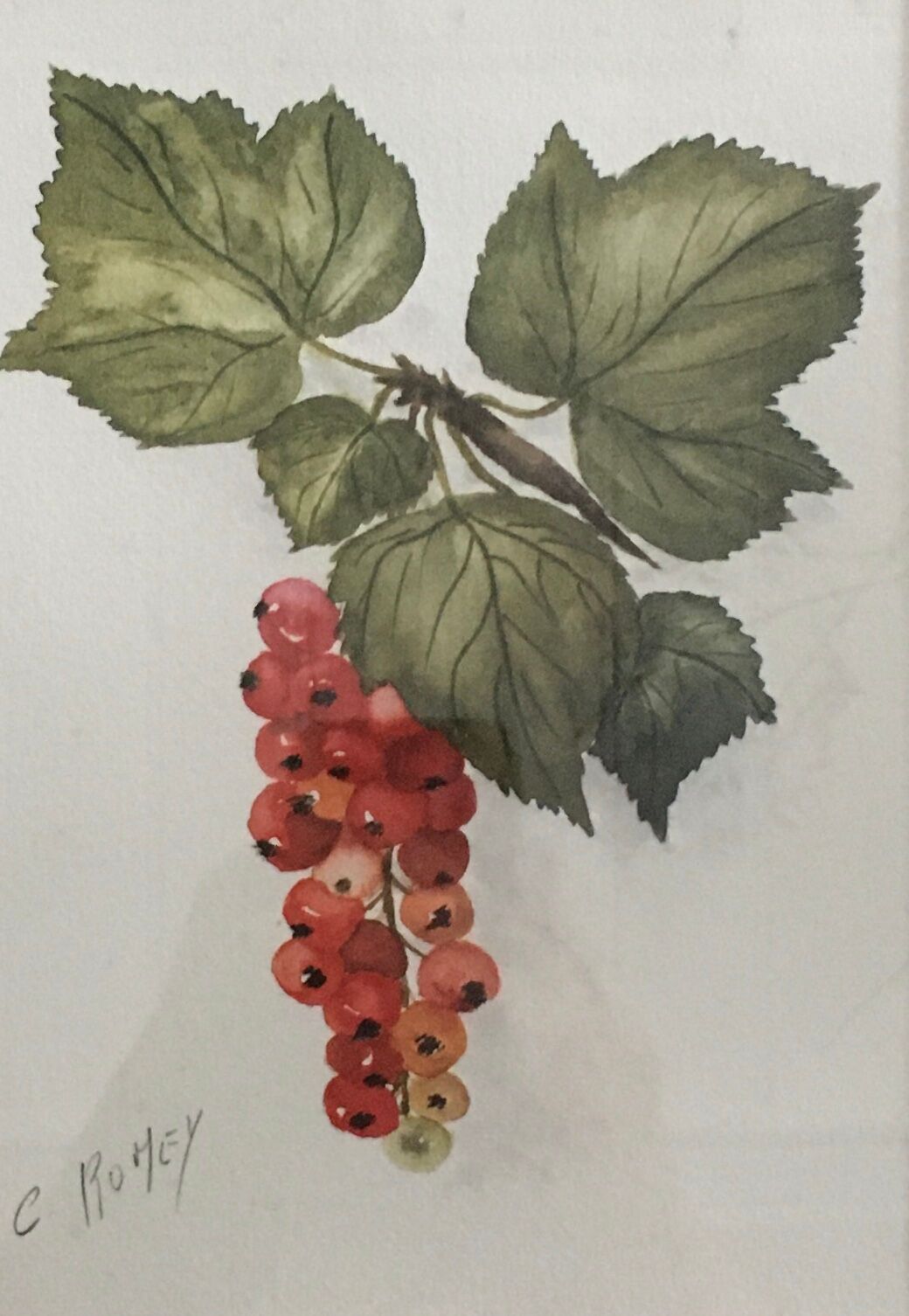 Aquarelle grappe de groseilles