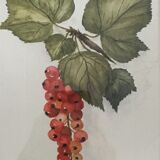 Aquarelle grappe de groseilles