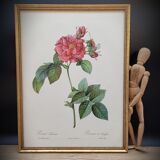 Lithograph Rosier Frankfurt