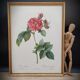 Lithograph Rosier Frankfurt
