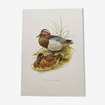 60s bird illustration - Garganey - Vintage ornithological board