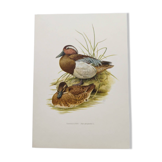 60s bird illustration - Garganey - Vintage ornithological board