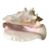 Large conch shell, giant conch