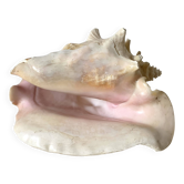 Grand coquillage lambi , strombe géant