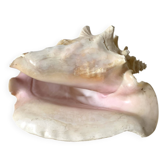 Large conch shell, giant conch