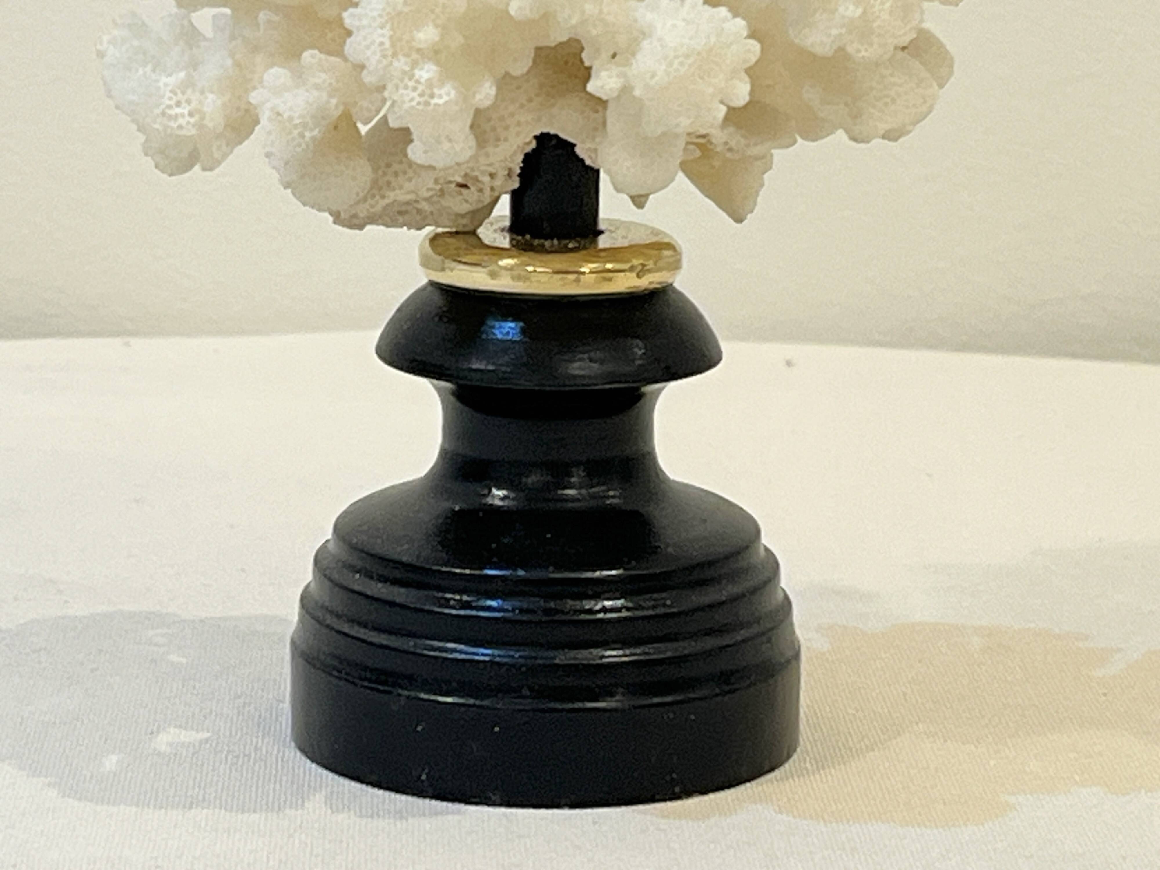 Antique natural white bush coral on wooden base Napoleon III cabinet of curiosities