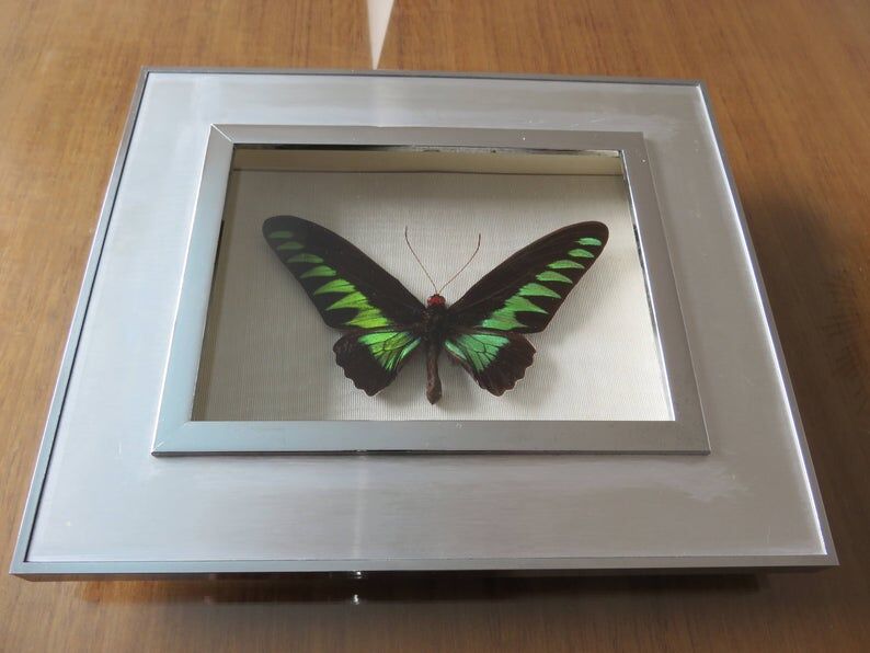 Cadre papillon naturalisé