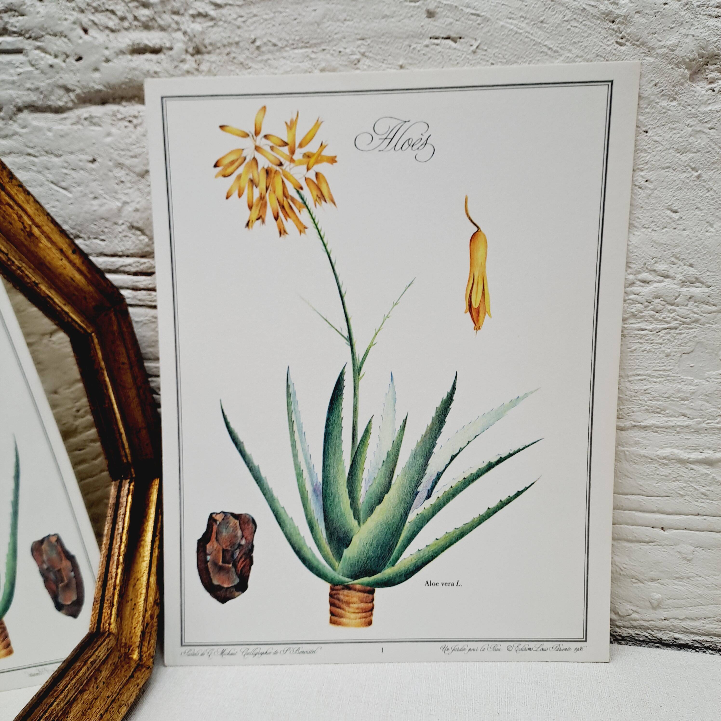Planche botanique  Aloes
