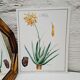Planche botanique  Aloes