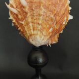 Cabinet de Curiosités coquillage spondylus coccineus sur socle
