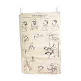 Displays educational anatomical bleeding