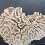Natural old coral - marine decorative object (21 cm)