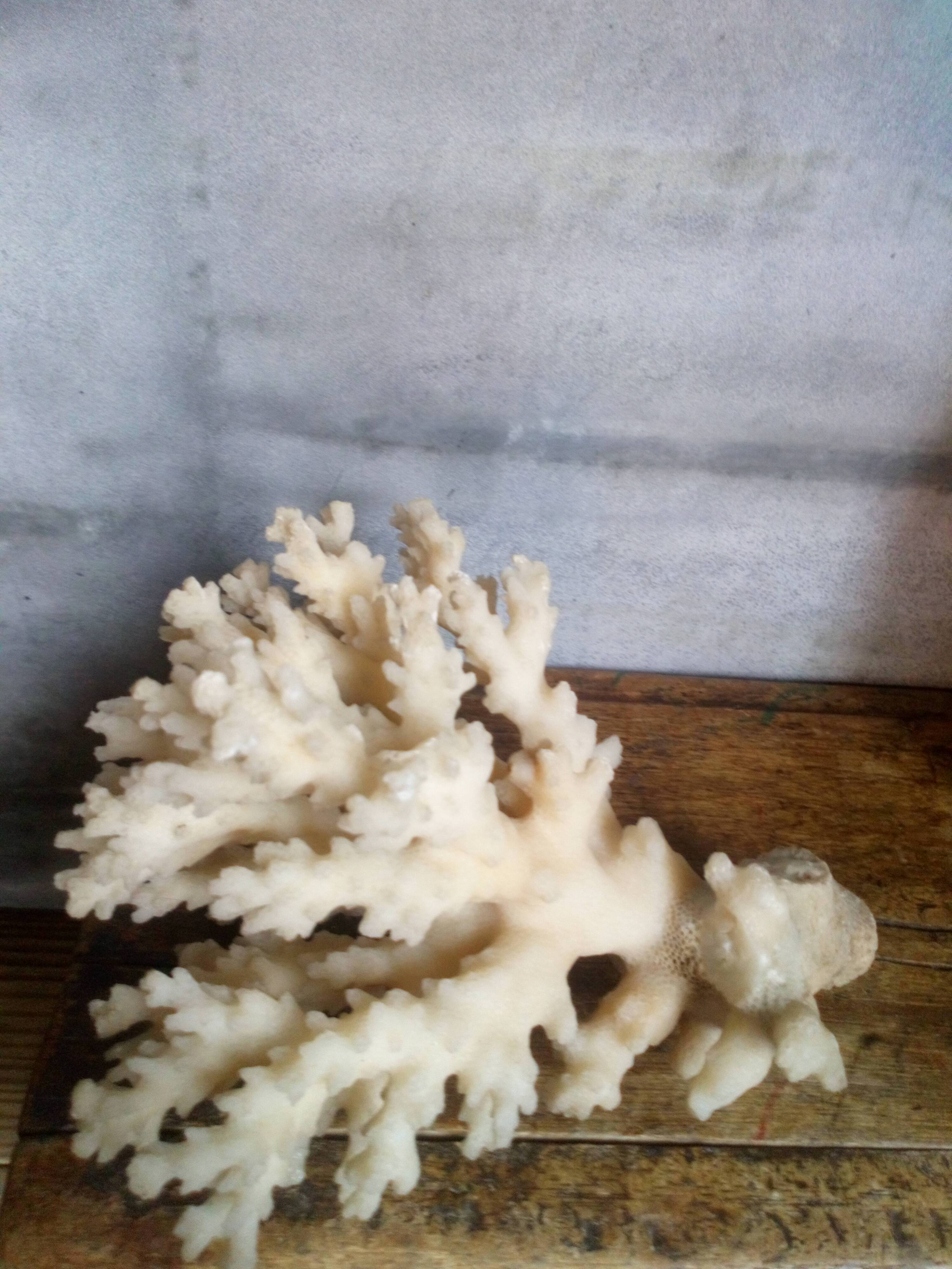 bouquet of ancient coral