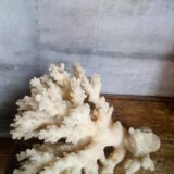 bouquet of ancient coral