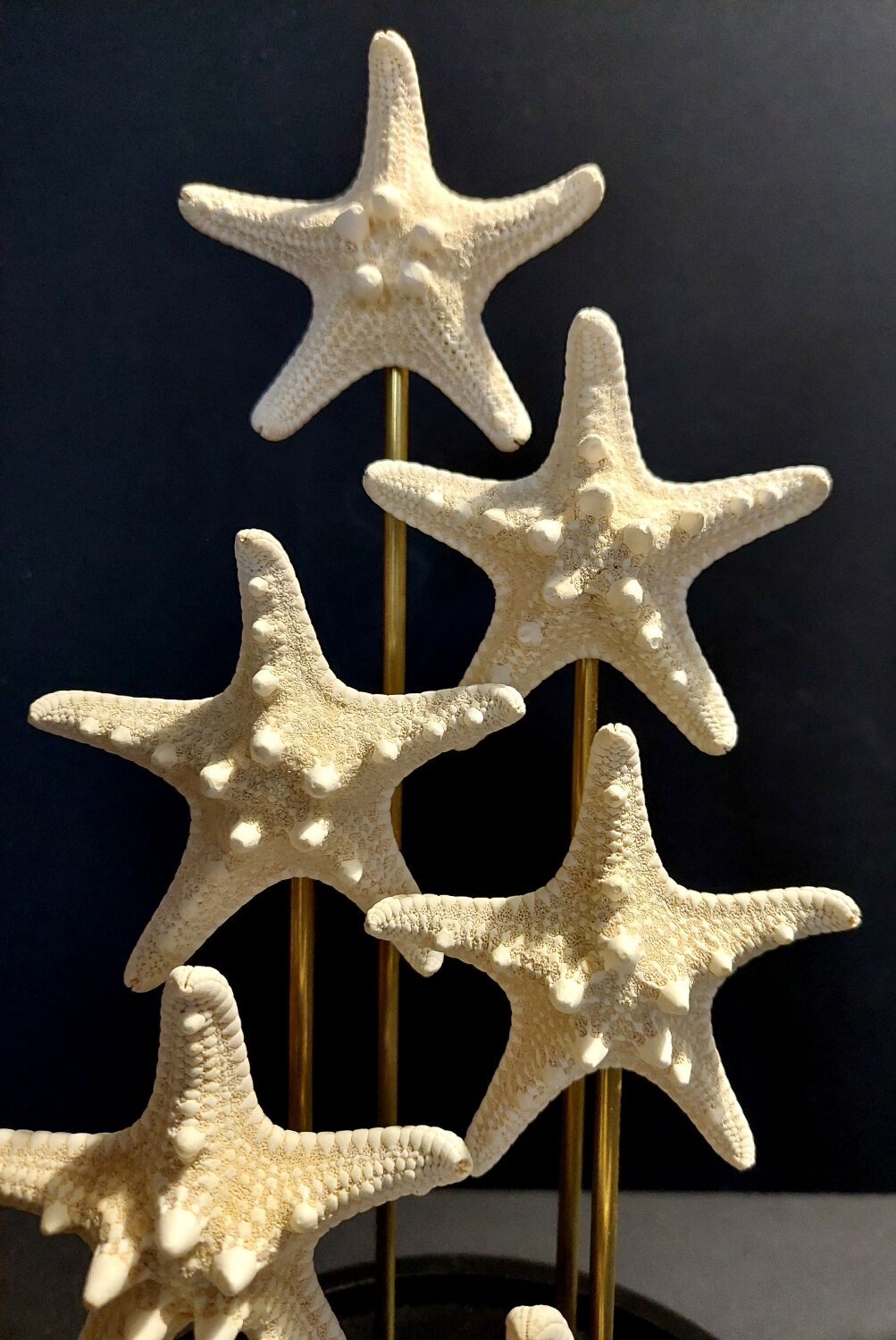 Starfish globe protoreaster nodosus