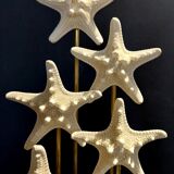 Starfish globe protoreaster nodosus